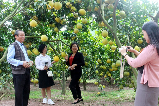 Bắc Giang thúc đẩy phát triển du lịch ở 'thủ phủ trái cây miền Bắc'