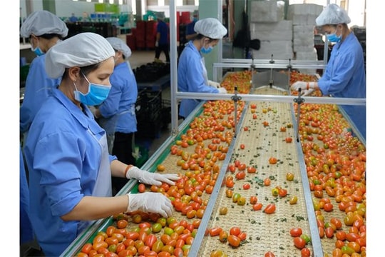 Xuất siêu ngành rau quả giảm mạnh