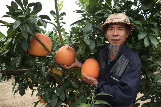 Bưởi “tiến vua” cháy hàng ngày cận Tết