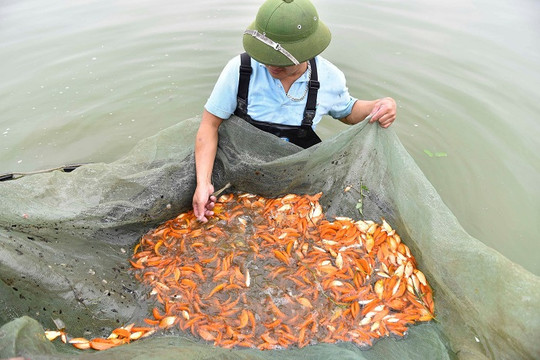 Tất bật chuẩn bị cá chép tiễn ông Công, ông Táo về trời