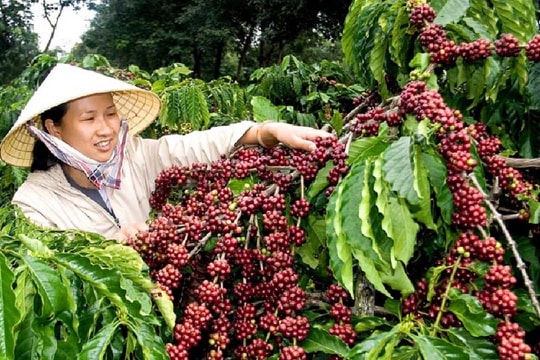 Xuất khẩu cà phê lần đầu vượt 4 tỷ USD