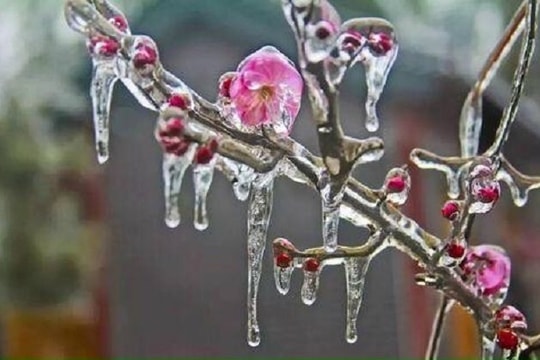 Bắc Bộ và Bắc Trung Bộ trời rét đậm, rét hại, vùng núi cao có nơi dưới 3 độ