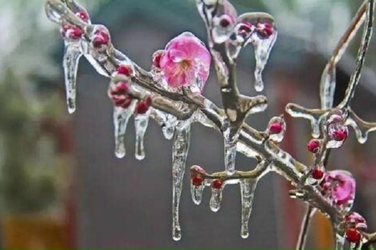 Bắc Bộ và Bắc Trung Bộ trời rét đậm, rét hại, vùng núi cao có nơi dưới 3 độ