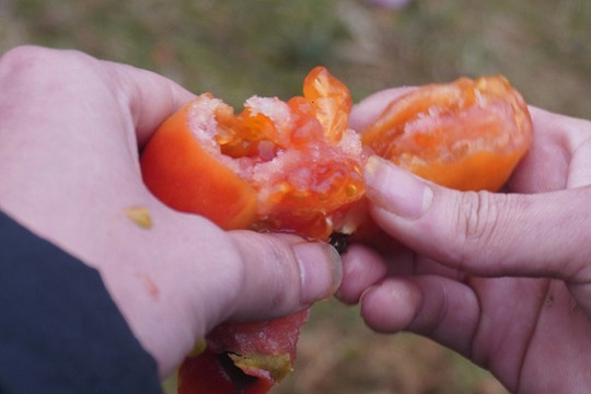 Độc đáo phiên chợ “choảng nhau cầu may”