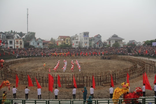Tưng bừng khai hội Lễ hội chọi Trâu Hải Lựu