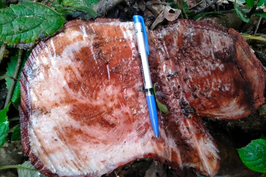 Báo cáo vụ phá rừng ở huyện Lang Chánh