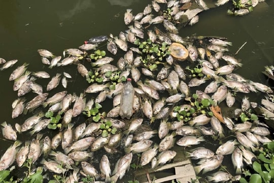 Suối đổi màu, cá chết bất thường khiến người dân lo lắng
