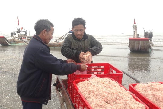 Nghệ An: Ngư dân kiếm tiền triệu mỗi ngày nhờ “lộc biển”