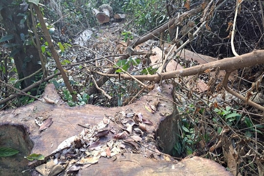 UBND tỉnh Gia Lai chỉ đạo vụ phá rừng ở huyện Kbang