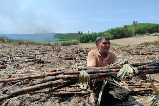 Người dân trồng mía ở Gia Lai khóc ròng vì bị cháy