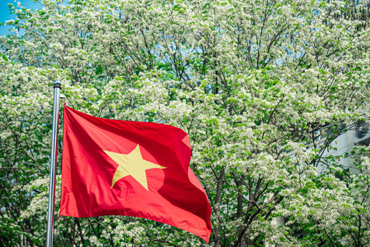 Hoa sưa nở sớm, khoe sắc trắng tinh khôi giữa lòng Thủ đô