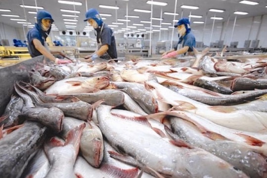 Xuất khẩu cá tra giảm mạnh