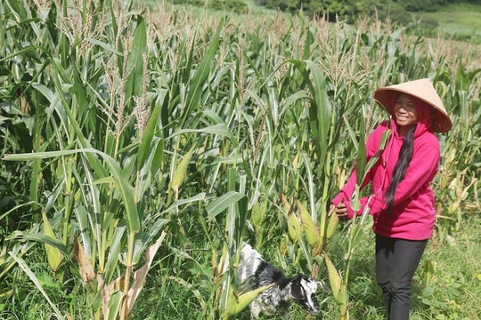 Bình Thuận: Nỗ lực nâng cao đời sống vùng đồng bào dân tộc thiểu số và miền núi 