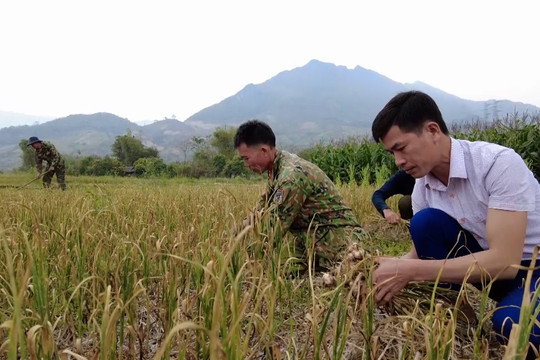 Bà con Yên Châu phấn khởi vào mùa thu hoạch tỏi