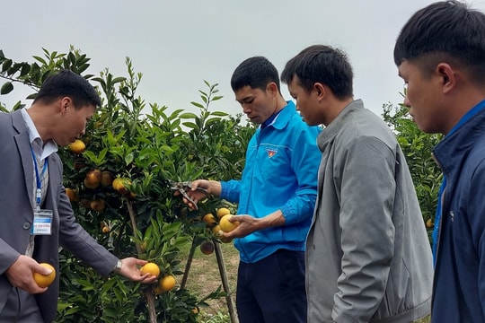 Chàng trai dân tộc Thái dám nghĩ, dám làm
