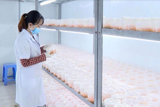 Viện Nông nghiệp Thanh Hóa: Hiệu quả từ nghiên cứu, ứng dụng đến sản phẩm