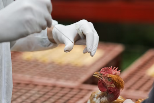 Bộ Y tế: Nguy cơ cúm gia cầm lây nhiễm sang người là rất lớn