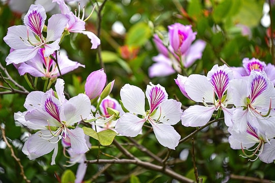 Sắc hoa tháng 3 Hà Nội
