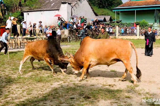 Cứu sống bệnh nhân bị bò húc thấu ngực