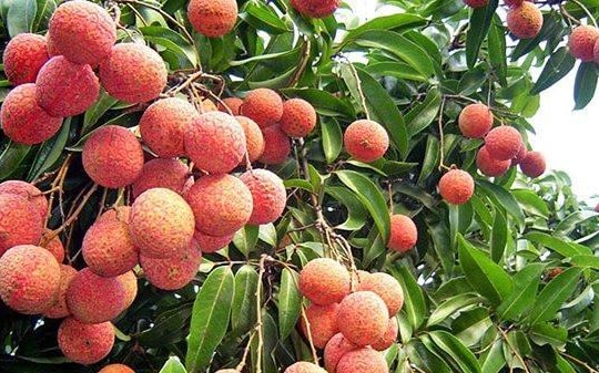 Dự báo một mùa bội thụ vải thiều Thanh Hà