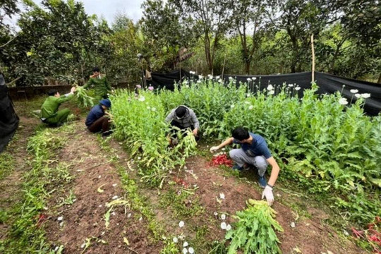 Bắt giữ đối tượng trồng hơn 1.800 cây thuốc phiện trong vườn nhà