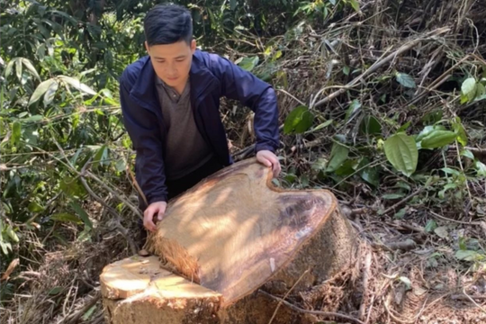 Điều tra, làm rõ các đối tượng phá rừng ở huyện Nam Đông