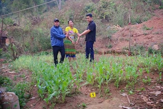 Phát hiện người phụ nữ trồng gần 600 cây thuốc phiện
