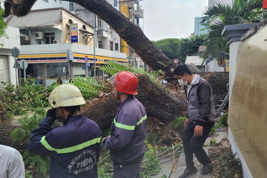 Vụ bật gốc cây xanh tại trường Trần Văn Ơn: Có 6 người bị thương