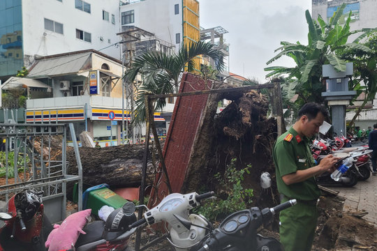 TP.HCM chỉ đạo khẩn vụ cây xanh bật gốc