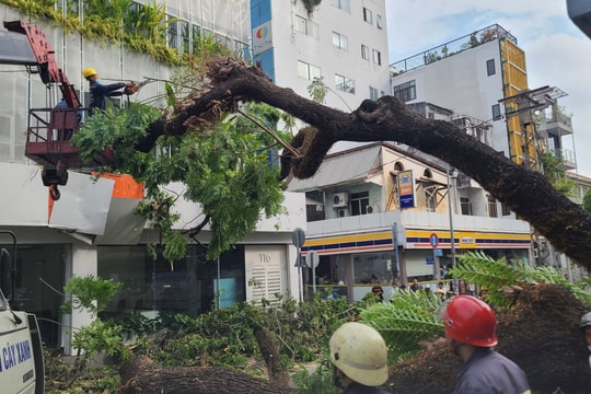 Cây xanh bật gốc, đè nhiều người bị thương