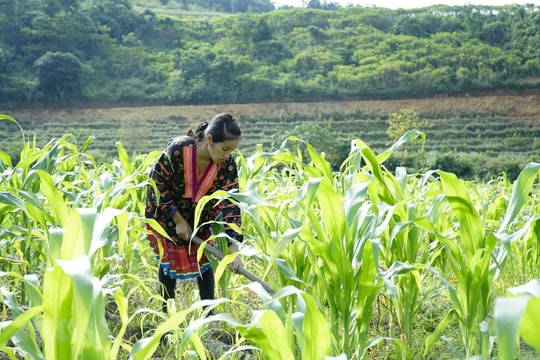 Cà Mau: Gần 90 nghìn tỉ đồng cho mục tiêu giảm nghèo năm 2023