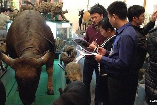 Án lệ số 58/2023/AL về tình tiết định khung hình phạt tại điểm c khoản 3 Điều 244 của Bộ luật Hình sự