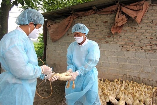 Nghiêm túc thực hiện tiêm vaccine phòng bệnh cho vật nuôi