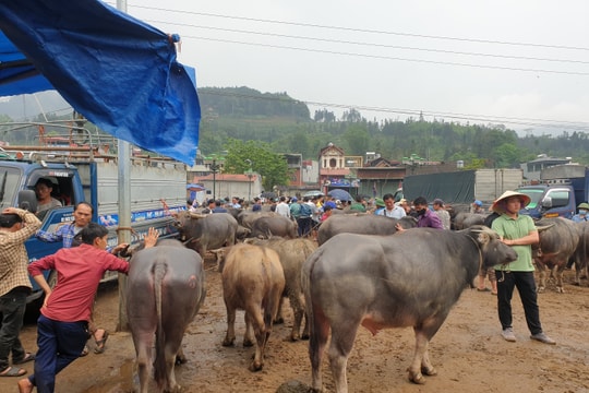 Độc đáo phiên chợ trâu Bắc Hà