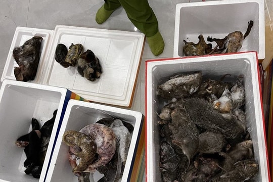 Phát hiện nhiều động vật quý hiếm tàng trữ trong nhà dân