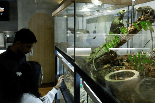 Quán cà phê bò sát đầu tiên của Malaysia