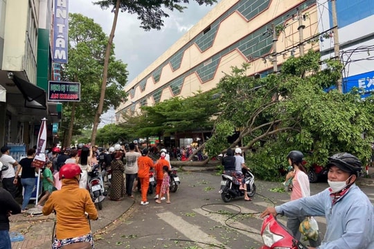 Cây bật gốc đè trúng người đi đường
