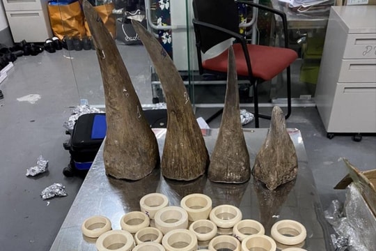 Khởi tố vụ buôn lậu hơn 16kg ngà voi và sừng tê qua đường hàng không