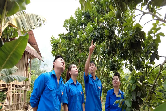 Sơn La: Kinh tế tập thể giúp thanh niên vững bước trên con đường khởi nghiệp
