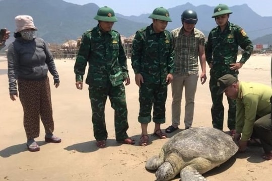 Thả cá thể rùa biển quý hiếm về với môi trường tự nhiên