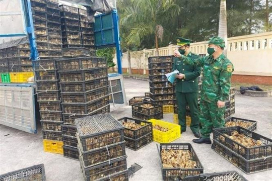 Xử lý nghiêm các tổ chức, cá nhân vận chuyển trái phép gia cầm vào Việt Nam