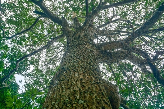 Khám phá khu rừng sến lớn nhất Đông Nam Á