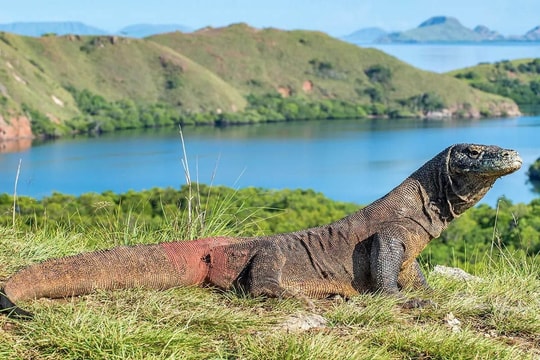Khám phá Labuan Bajo - quê hương của rồng Komodo