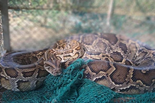 Phát hiện cá thể trăn lớn trong chuồng gà nhà dân