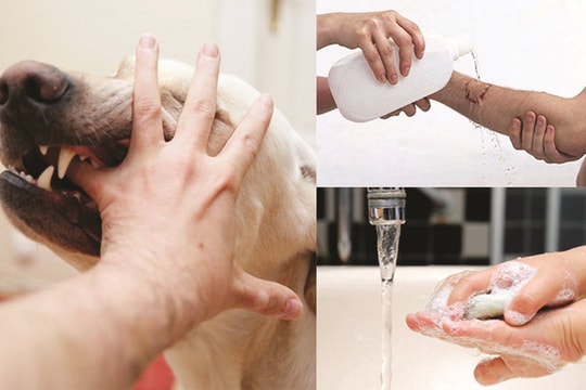 TP.HCM: Chỉ đạo tăng cường các biện pháp cấp bách phòng, chống bệnh dại