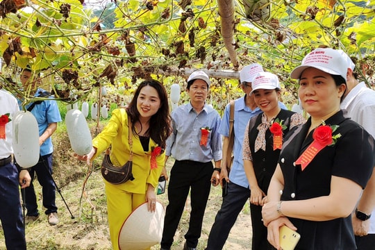 Bắc Kạn xúc tiến tiêu thụ bí xanh thơm Ba Bể