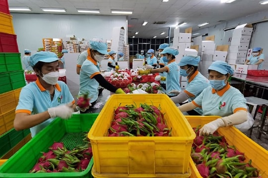 Việt Nam chi gần 600 triệu USD nhập khẩu rau quả 4 tháng đầu năm