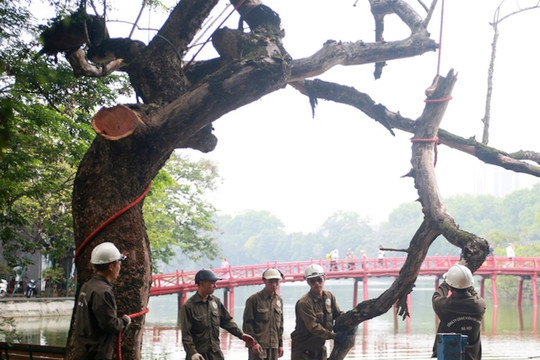Hà Nội chặt 3 cây sưa quý chết khô bên hồ Gươm