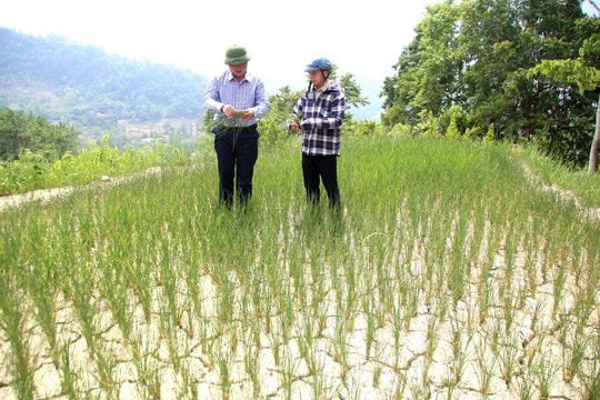Hà Giang: Nắng nóng kéo dài ảnh hưởng đến hoa màu và đời sống người dân