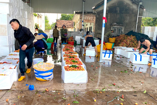 Quảng Ninh: Vải Phương Nam tất bật xuất ngoại